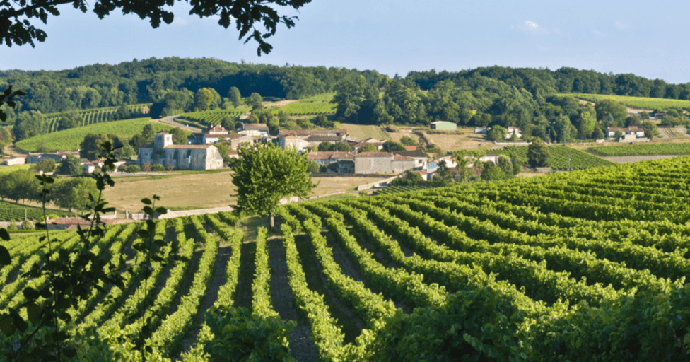 viñedo